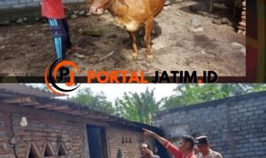 DPO Curwan Diringkus Polisi di Alun-Alun Lumajang 