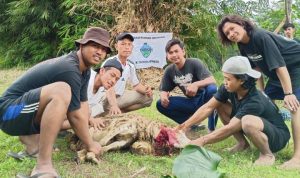 Ferkushi Universitas Islam Negeri Kiai Haji Achmad Siddiq Jember Gelar Pemotongan Hewan Qurban