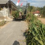 Panen Jagung Silase di Bilapora Timur Hasilnya Capai 30 Ton