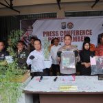 Polres Jember Berhasil Ungkap Tanaman Ganja Dirumah Warga, Bupati Berikan Apresiasi
