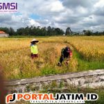 Sukseskan Swasembada Pangan, Babinsa Koramil 0825/19 Sempu Dampingi Petani Panen Padi
