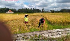 Sukseskan Swasembada Pangan, Babinsa Koramil 0825/19 Sempu Dampingi Petani Panen Padi
