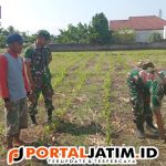 Dukung Program Hanpangan, Inilah Bukti Nyata Babinsa Koramil 0825/01 Banyuwangi Terhadap Petani Diwilayah Binaan