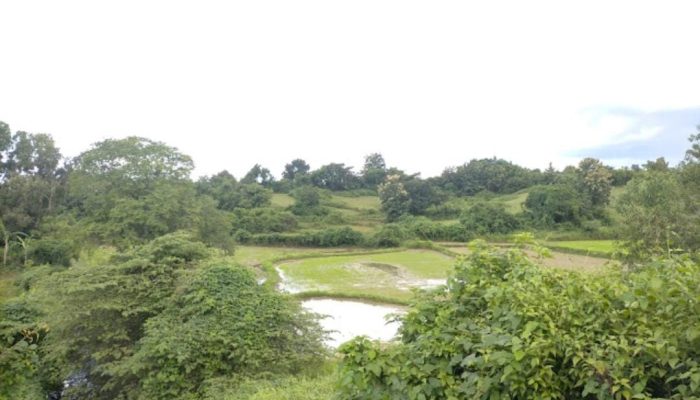 Mp3S Minta BPK RI Audit Program Cetak Sawah di Desa Gelaman Tahun 2013-2014
