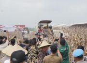 Kapolda Jawa Timur dan Forkopimda Panen Raya Jagung di Prambon Sidoarjo