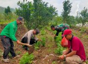Polres Nganjuk Bersama Warga Tani Kembali Tanam Jagung Wujudkan Ketahanan Pangan Berkelanjutan