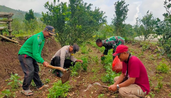 Polres Nganjuk Bersama Warga Tani Kembali Tanam Jagung Wujudkan Ketahanan Pangan Berkelanjutan