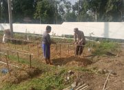 Gelorakan Swasembada Pangan Polisi Tanam Cabe di Lahan Polsek Tamankrocok Bondowoso