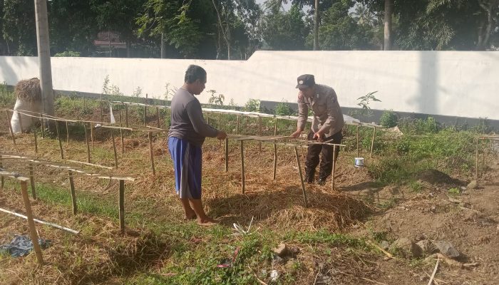 Gelorakan Swasembada Pangan Polisi Tanam Cabe di Lahan Polsek Tamankrocok Bondowoso