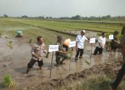 Tiga Pilar di Sidoarjo Kompak Dukung Ketahanan Pangan Nasional Lewat Penanaman Padi Serentak