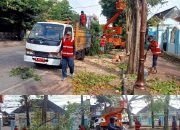 DLH Sumenep Beraksi, Pemangkasan pohon Untuk Kota yang Lebih Rapi dan Indah