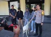 Tersangka Curwan Diamankan, Barang Bukti Kambing Diserahkan Kembali Ke Pemiliknya