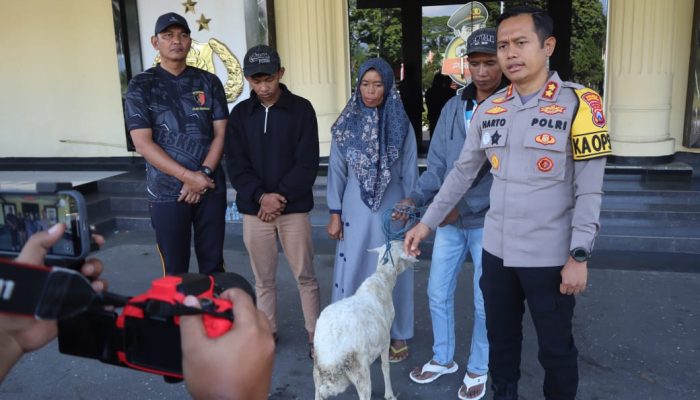 Tersangka Curwan Diamankan, Barang Bukti Kambing Diserahkan Kembali Ke Pemiliknya