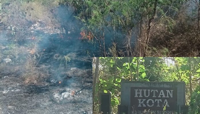 Kebakaran Hutan Kota Sumenep, Publik Minta Pemkab Lebih Responsif