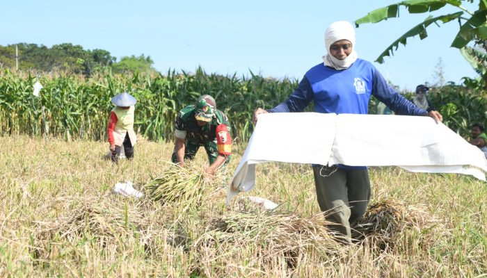 Panen Padi, Babinsa Di Acungi Jempol